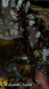 raja ampat by Eduardo Nadal 